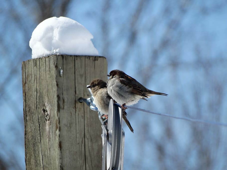 Birds, Sparrows, Winter, animal wildlife, animals in the wild HD wallpaper
