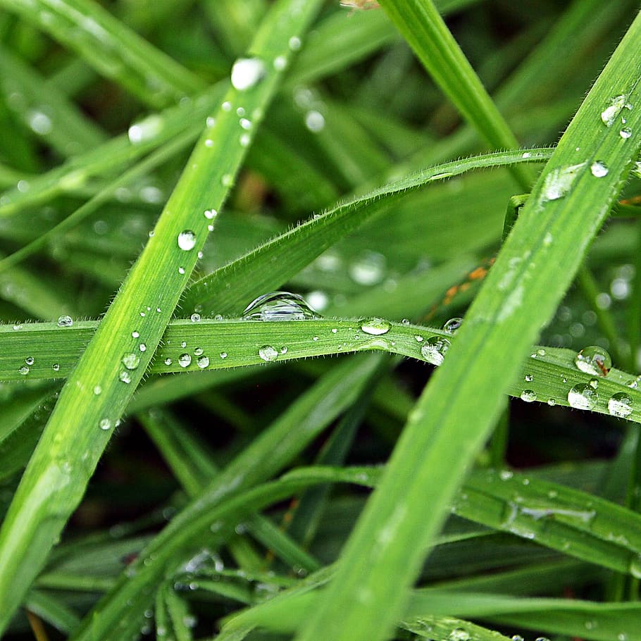 drops, rain, grass, morning, nature, water, green color, wet HD wallpaper
