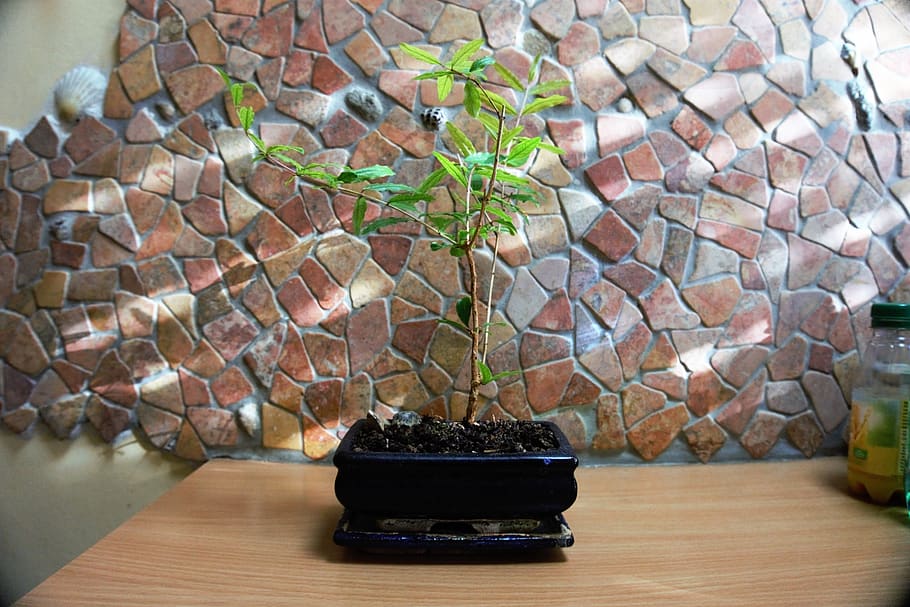 stone, background, pattern, tree, table, indoors, potted plant HD wallpaper
