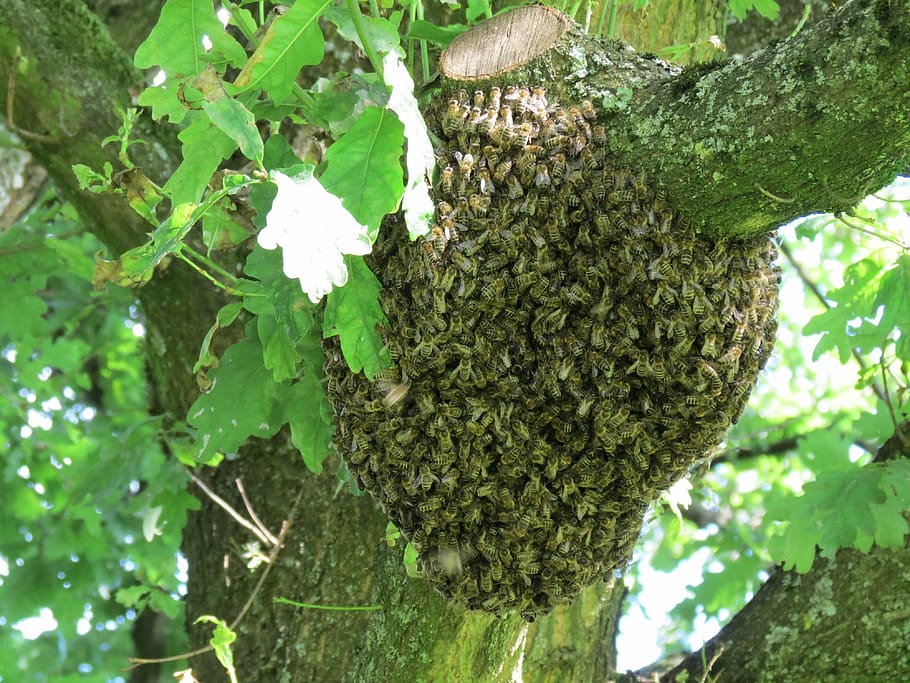 hive, swarm, bees, insect, nature, summer, tree, beehive, plant HD wallpaper