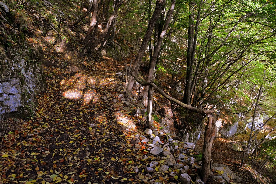 excursion, forest, autumn, trail, mountain, the european path HD wallpaper
