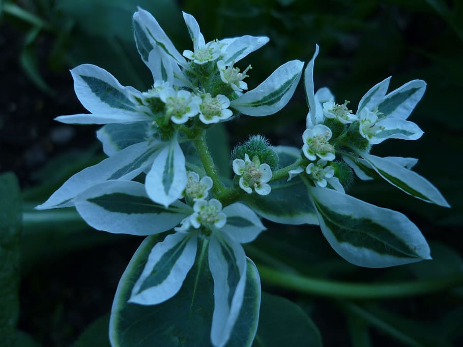 flower, striking, white, leaves, nature, small, flowers, summer HD wallpaper