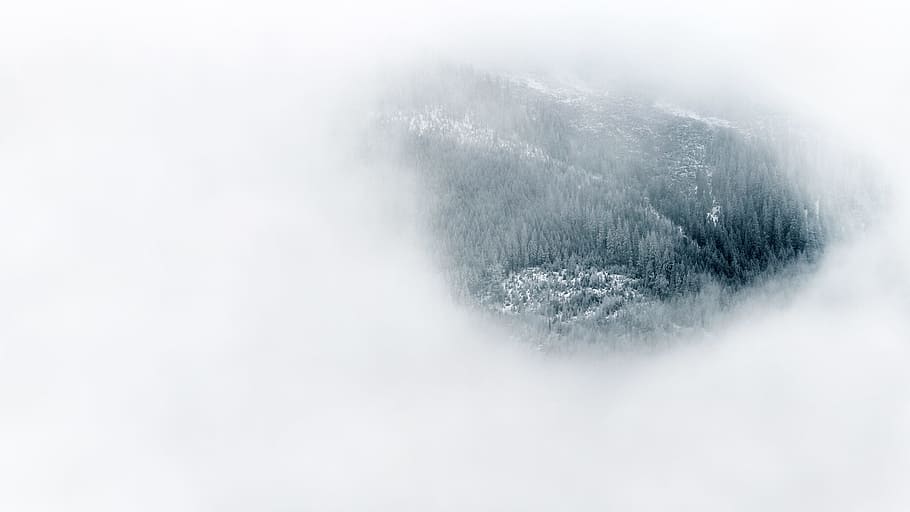 winter, snow, cloud, fog, bird's eye photography of green trees HD wallpaper
