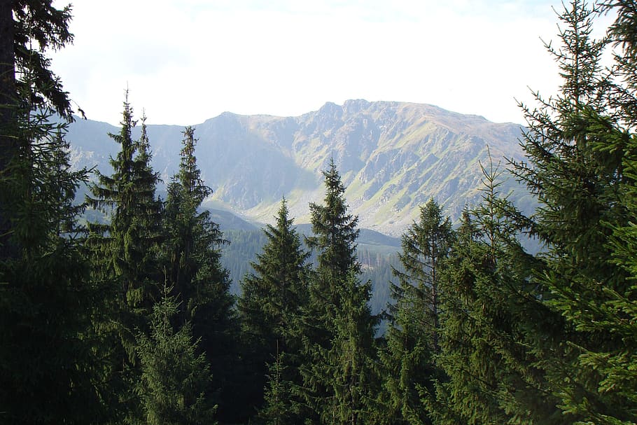 mountains, pines, landscape, tree, plant, beauty in nature HD wallpaper