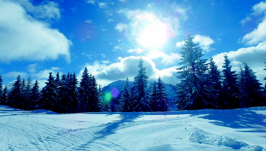 landscape photography of tree during winter, Ski, Holidays HD wallpaper