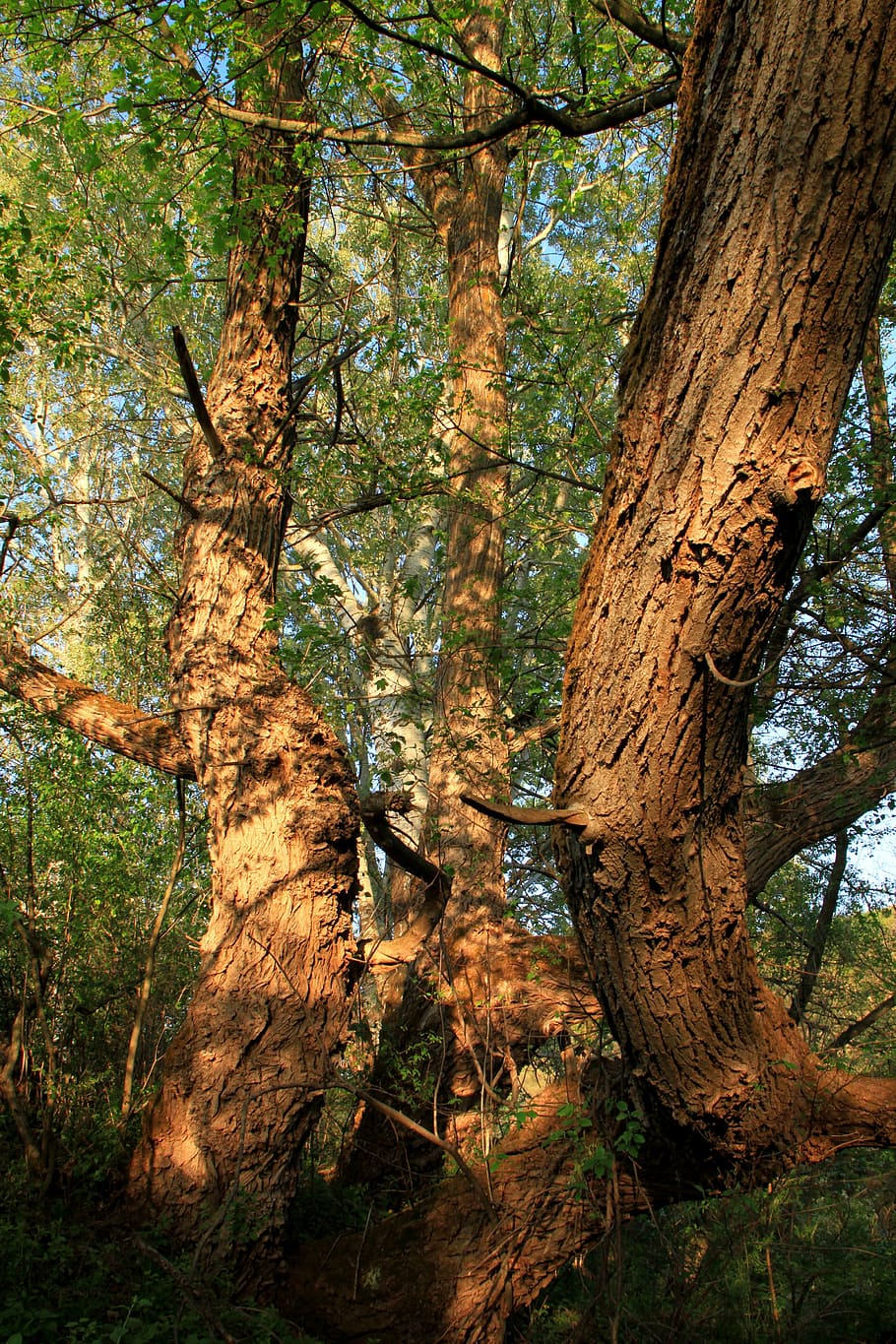 bark, close-up, moss, old, trees, willow, wrinkled, nature HD wallpaper