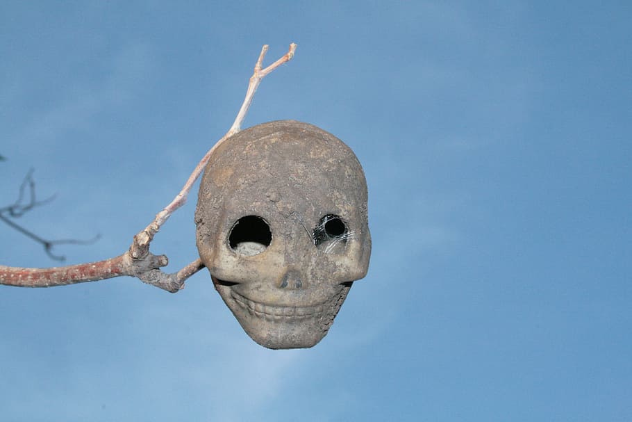 skull, the horrors, skeleton, sky, human body part, nature HD wallpaper