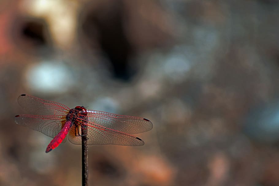red dragonfly during daytime, red dragonfly on stick, insect HD wallpaper