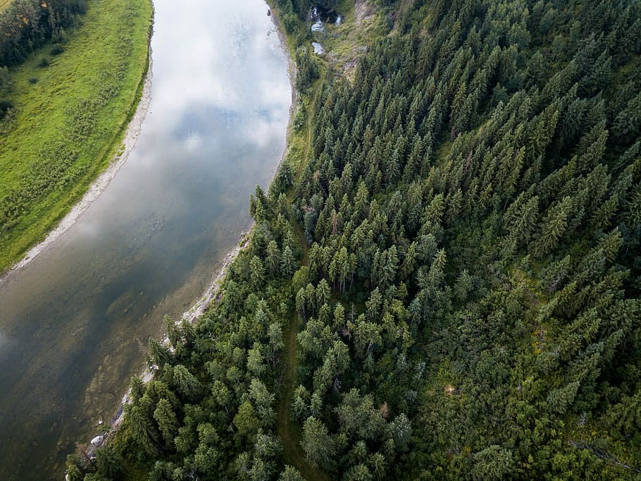 aerial view of pine trees field beside river, aerial view of river HD wallpaper