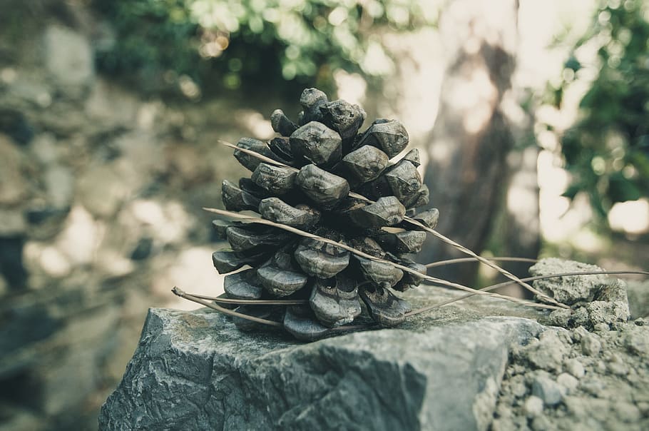 Tap, Needle, Stone, Environment, Brown, pine cones, summer HD wallpaper