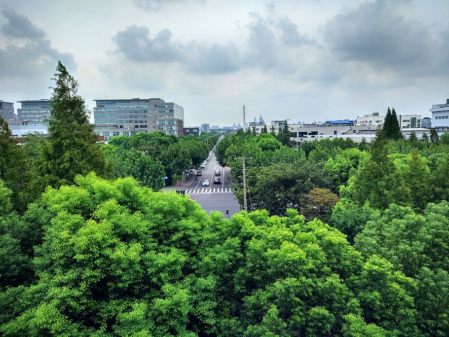 woods, sky, green, tree, architecture, plant, built structure HD wallpaper