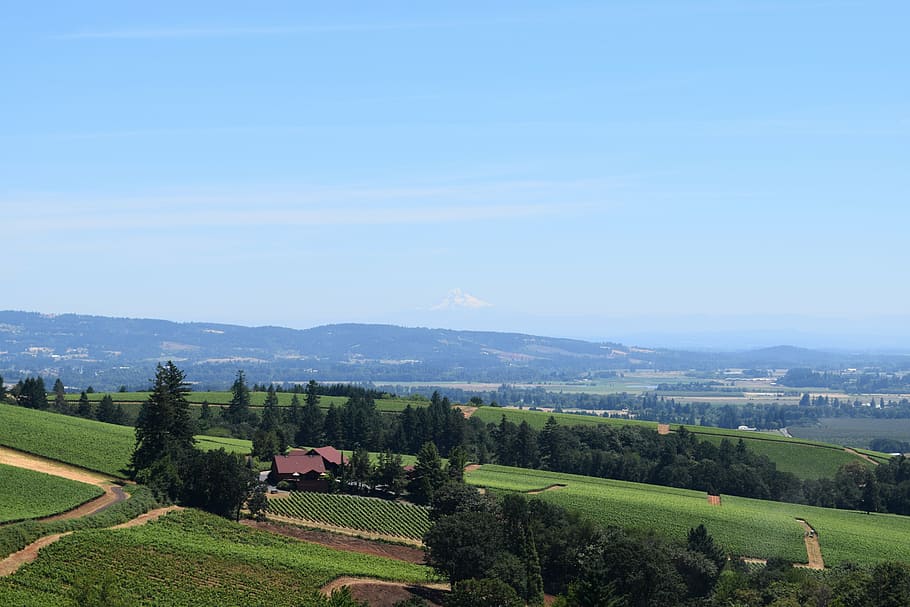 wine, vineyard, landscape, oregon, summer, sky, rural, agriculture HD wallpaper