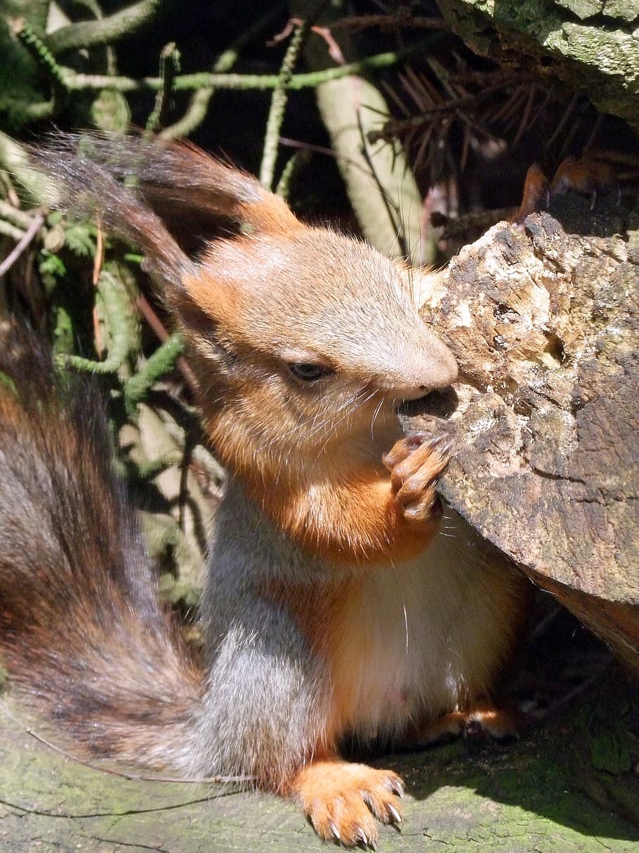 squirrel, sciurus, rodent, croissant, animal, animal world HD wallpaper