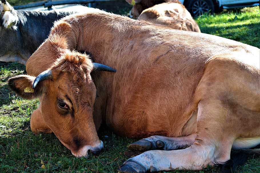 cow, ruminant, beef, livestock, pasture, sleep, meditate, mammals HD wallpaper