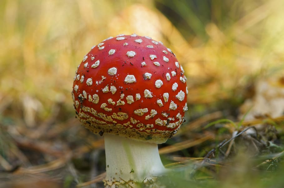 mushroom, nature, fresh, natural, organic, forest, fungi, red, HD wallpaper