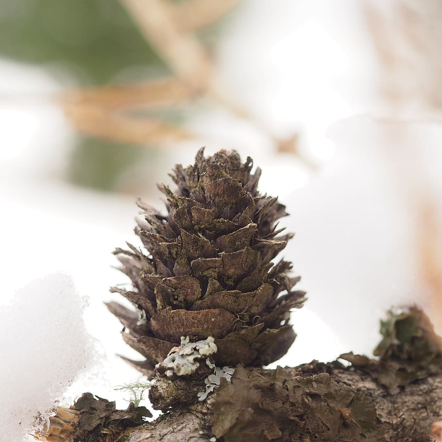 pine apple, winter, nature, close-up, focus on foreground, no people HD wallpaper