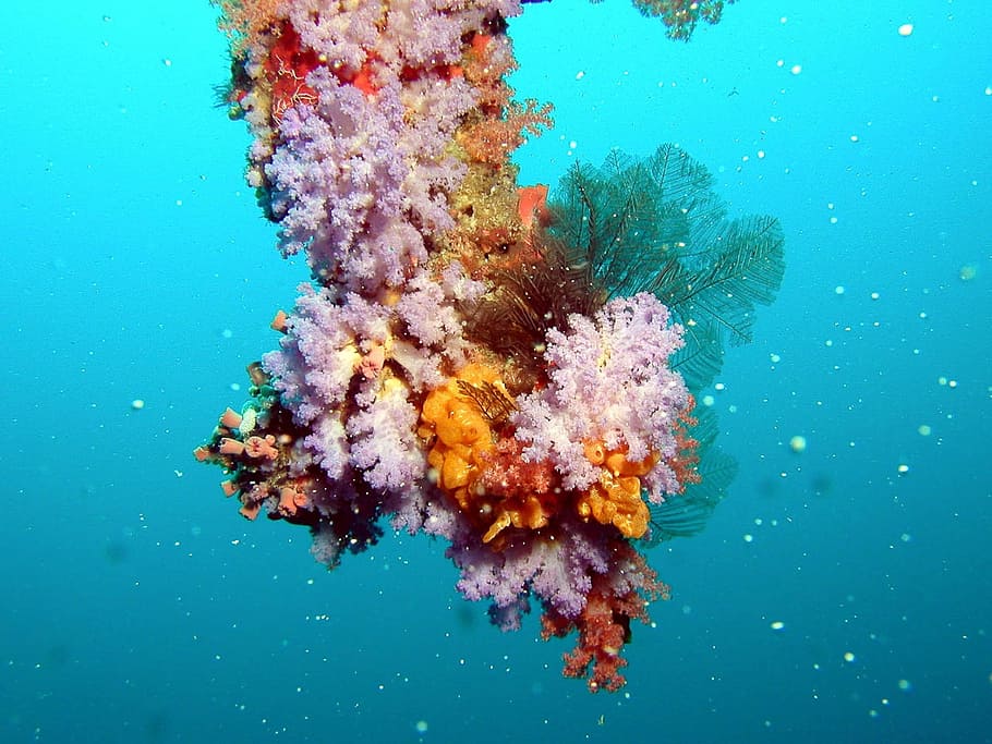 HD wallpaper: close up photo of coral reefs, sea, blue, water, aquarium ...