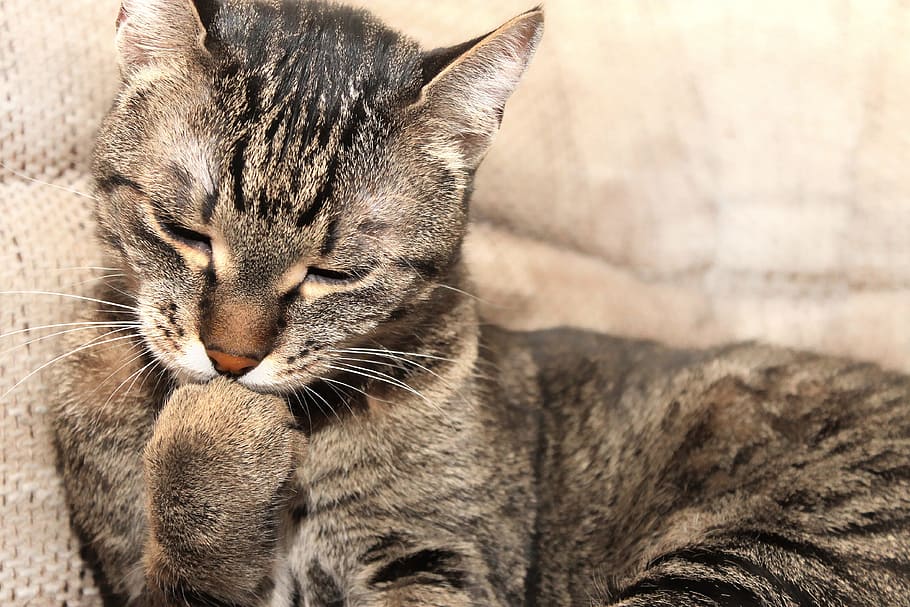 gray tabby cat, kitten, peaceful, relax, rest, domestic cat, animal, HD wallpaper