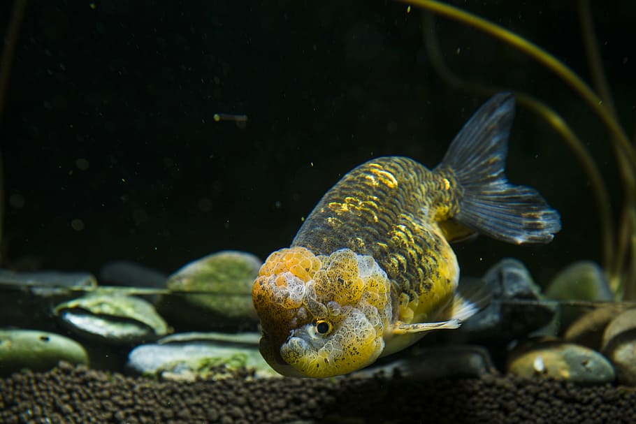 yellow and black aquarium fish in fish tank, pets, ornamental fish