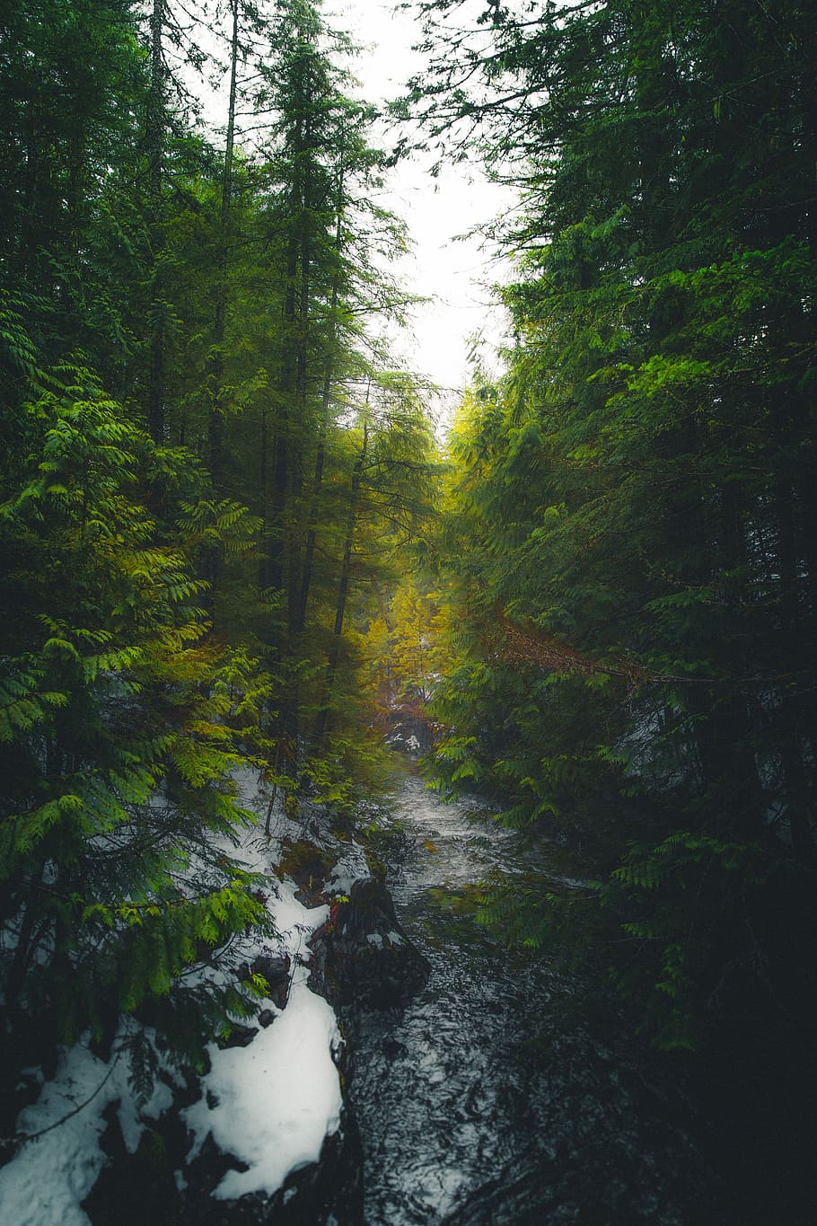 time-lapse photo of water flowing between tall trees, river between trees HD wallpaper
