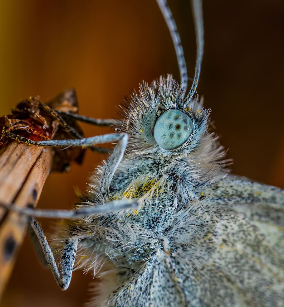 butterfly, portrait, lepidoptera, macro, insect, close-up, invertebrate HD wallpaper