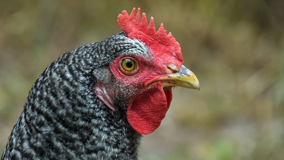 hen, portrait, poultry, head, close up, gallinacé, low court HD wallpaper