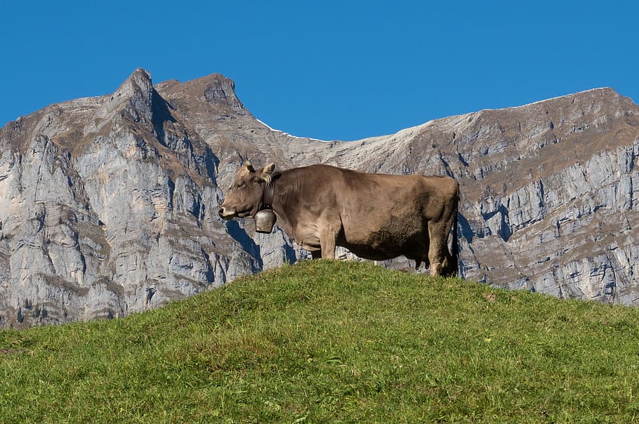 mountains, alpine, cow, canton of glarus, switzerland, landscape, HD wallpaper