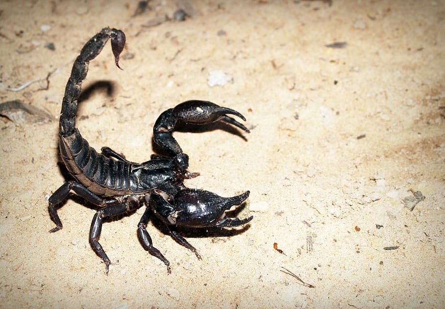 black scorpion on brown ground, deadly, fear, animal, primitive