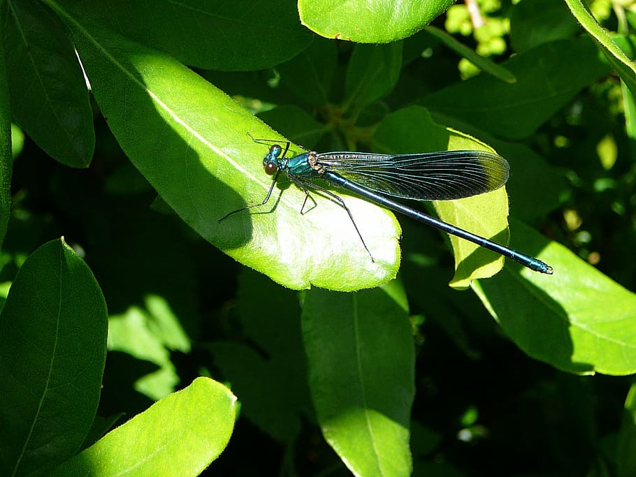 dragonfly, leaf, insect, close, nature, green, animal, wildlife photography HD wallpaper