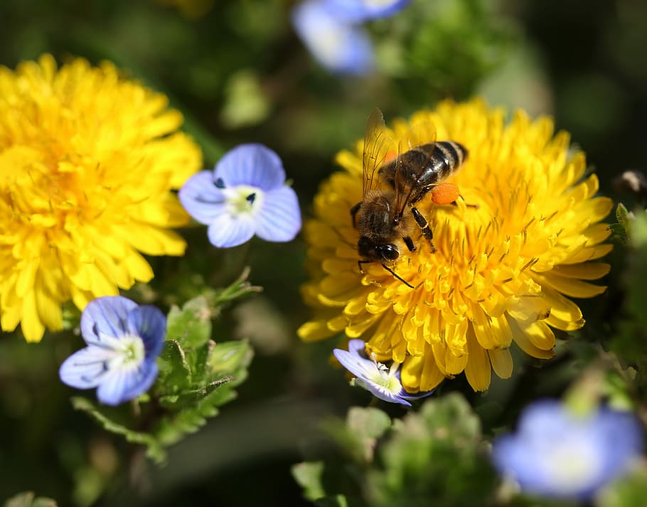 dandelion, bee, yellow, pollen, insecta, diligent, flower, nature HD wallpaper
