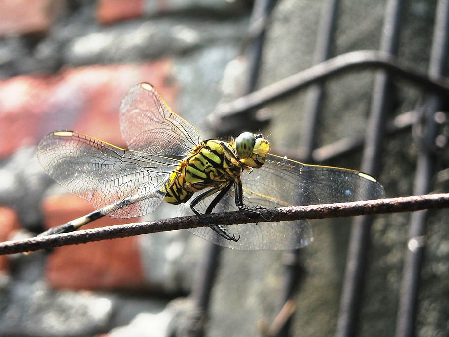dragonfly, green, black, wire, wall, insect, nature, animal HD wallpaper