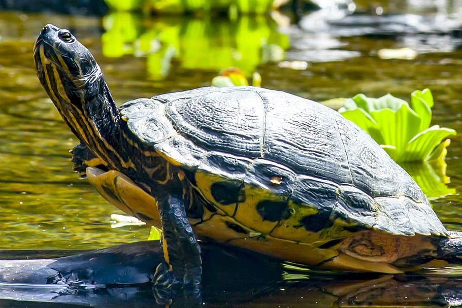 Water Turtle, Panzer, animal, reptile, sunbathing, one animal HD wallpaper