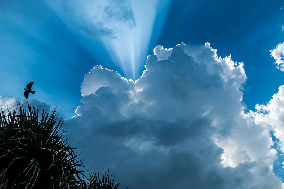 silhouette of bird under blue sky during daytime, clouds, outdoors HD wallpaper