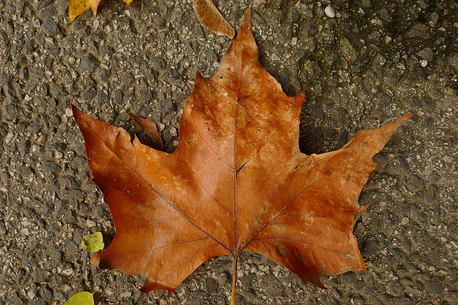 Leaf, Brown, Nature, Fall, autumn, october, november, close-up HD wallpaper