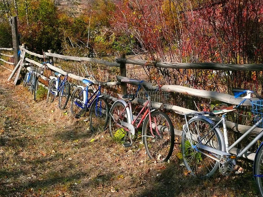 bikes, fence, old, rusty, nature, autumn, plant, tree, transportation HD wallpaper