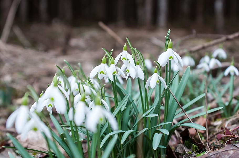 snowdrop, spring flower, white, bloom, great snowdrops, flowers HD wallpaper