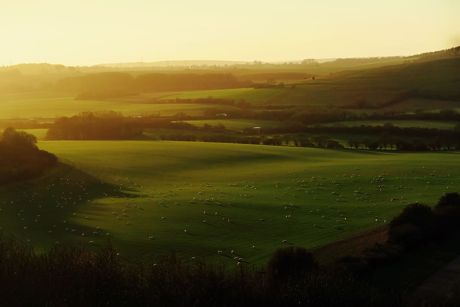 green, grass, field, nature, outdoor, highland, farm, trees HD wallpaper