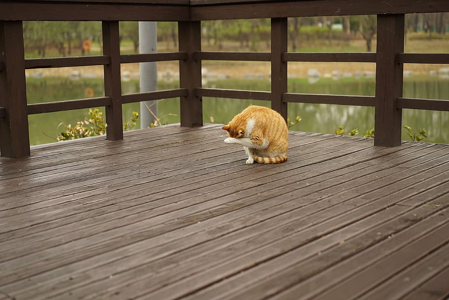 orange tabby cat near fence, park, overcast, deck, tax revenues HD wallpaper
