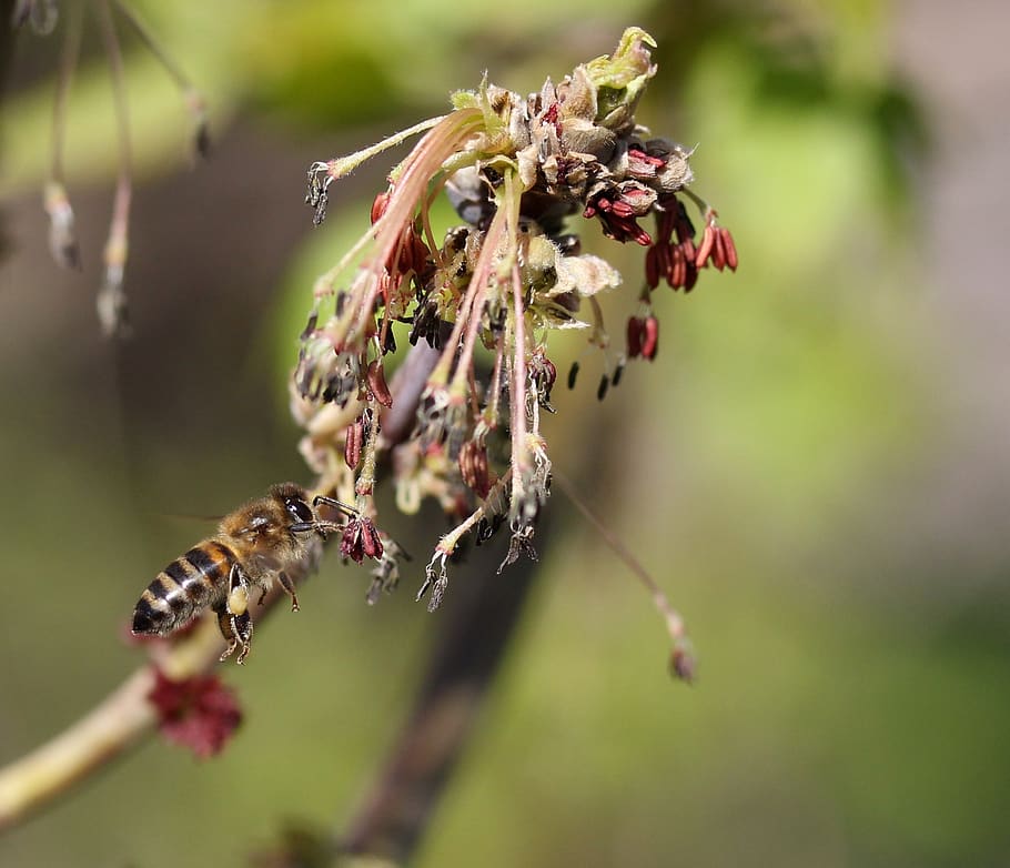 bee, flight, pollination, insecta, nature, spring, animal themes HD wallpaper