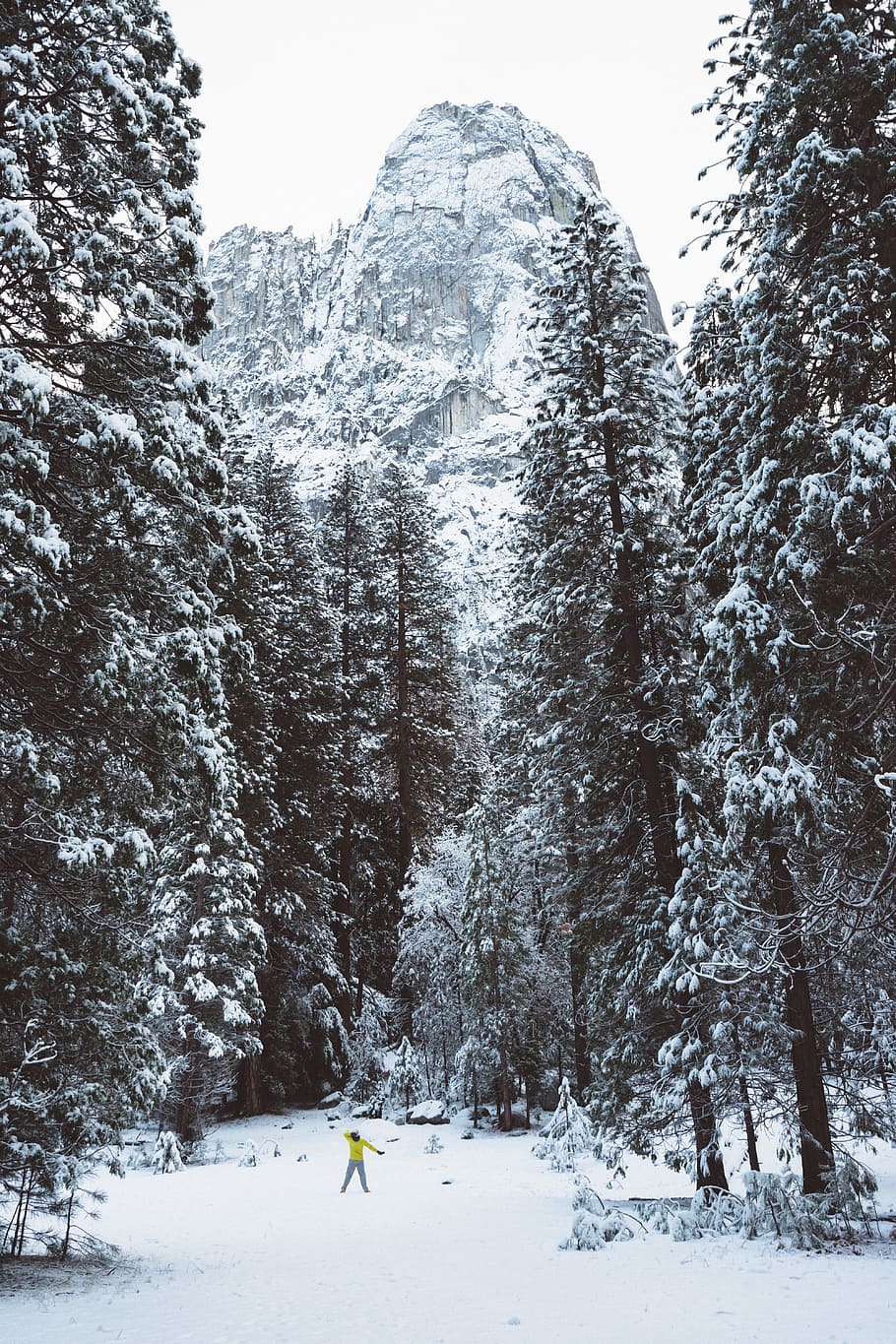 winter, snow, cold, weather, trees, forest, woods, travel, adventure HD wallpaper