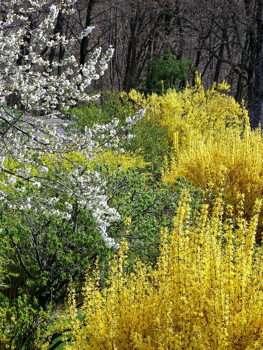 gardens, spring, flowering, nature, contrast, yellow, green HD wallpaper