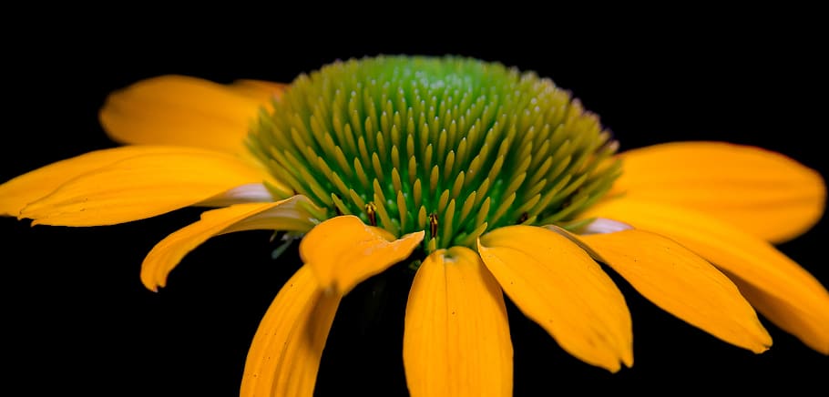 blossom, bloom, macro, pano, echinacea, flower, yellow, nature HD wallpaper