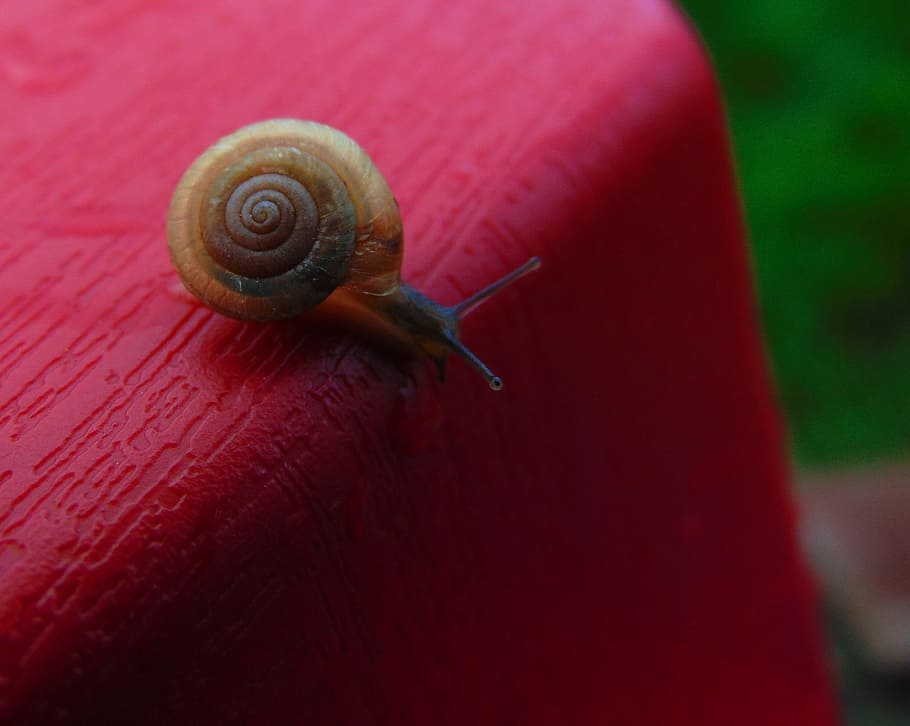insects, snail, shell, rain, garden, animal, nature, mollusk HD wallpaper
