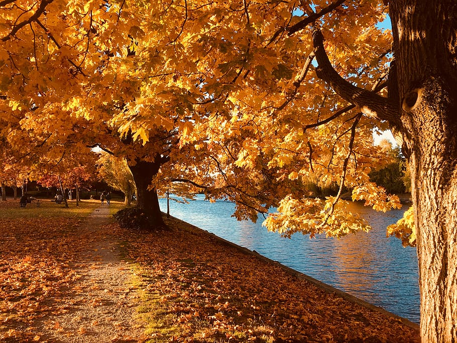 green leafed tree near body of water, yellow leafed trees near body of water HD wallpaper