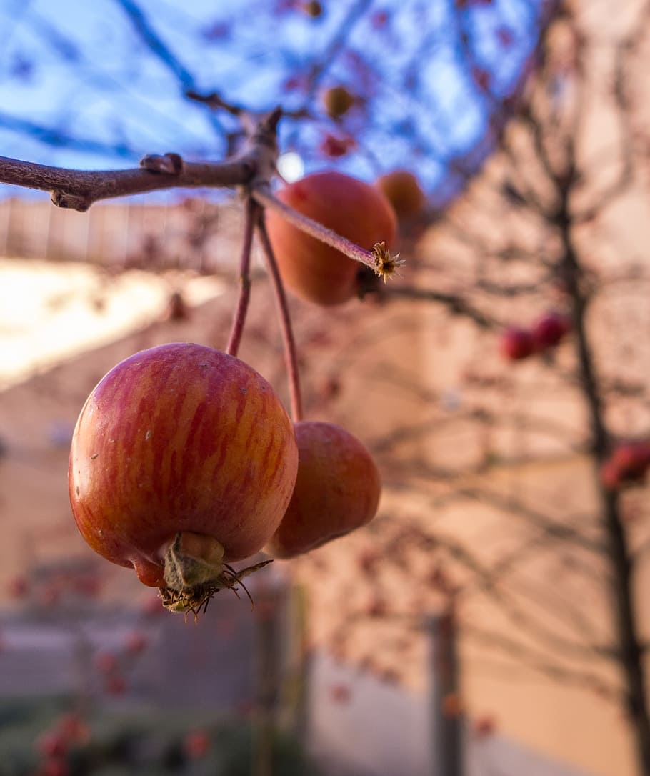 apple, garden, fruit, tree, fruits, nature, autumn, food, food and drink HD wallpaper