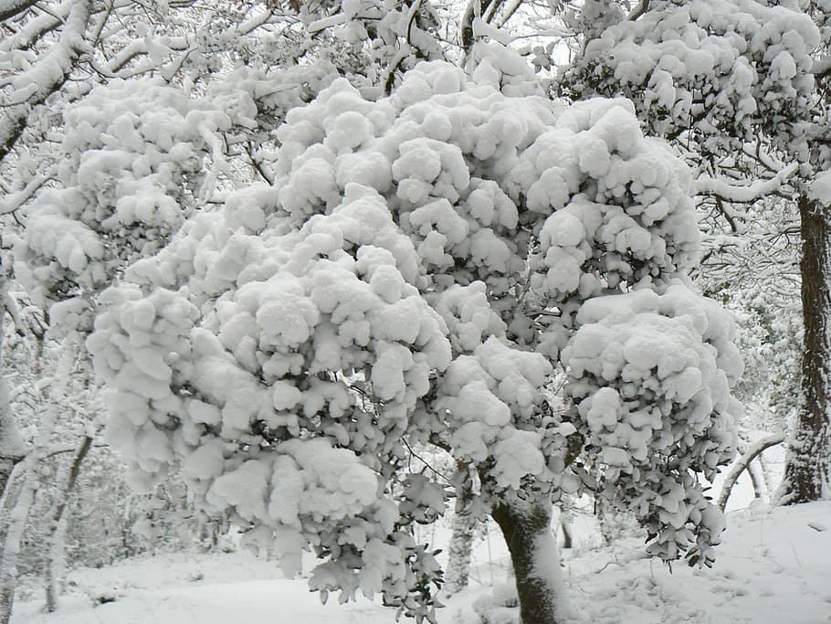 photo of tree covered with snow, Shrub, Winter, White, nature HD wallpaper