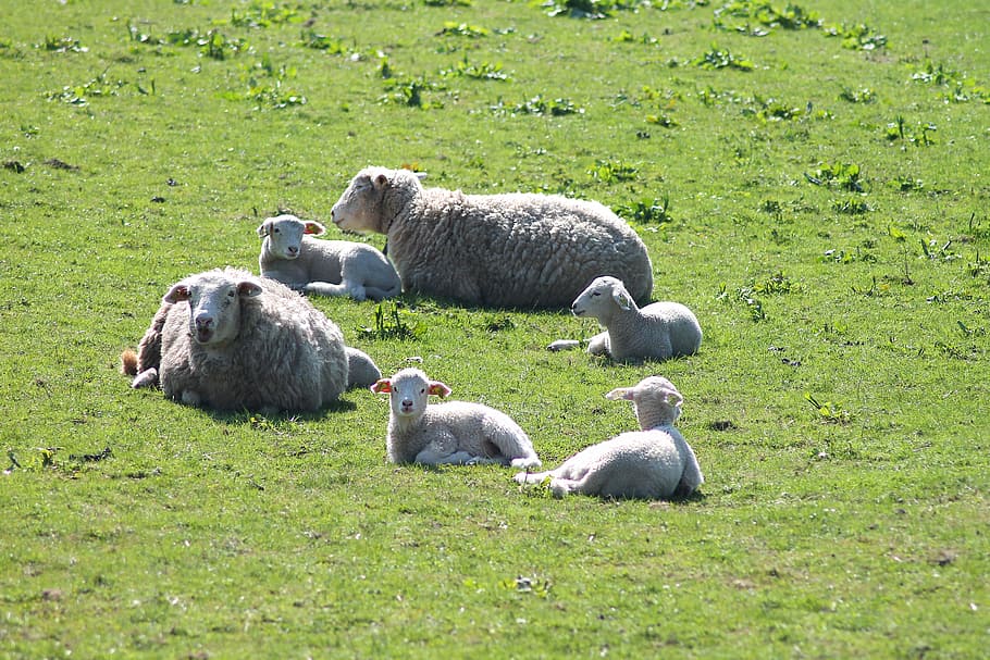 Easter, Lamb, Sheep, easter lamb, expensive, farmhouse, mark HD wallpaper
