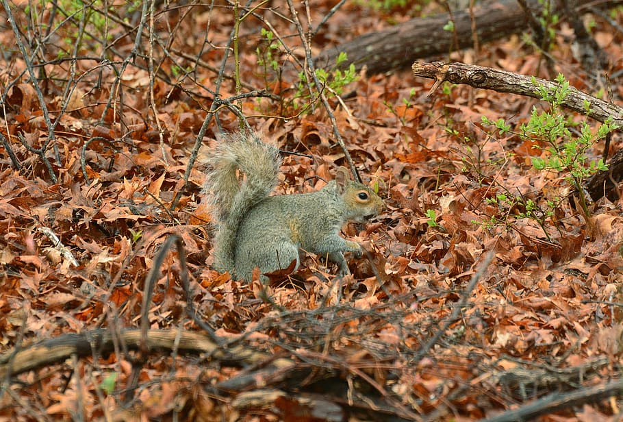 Squirrel, Tail, Animal, Nature, Mammal, fur, wildlife, cute HD wallpaper