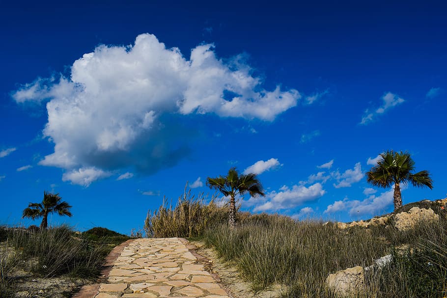 green palm trees during daytime, path, nature, sky, clouds HD wallpaper