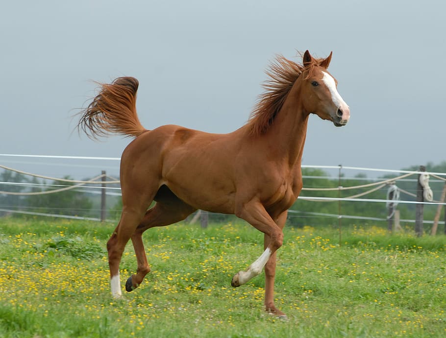 shallow focus photography of brown horse on green grass, nature